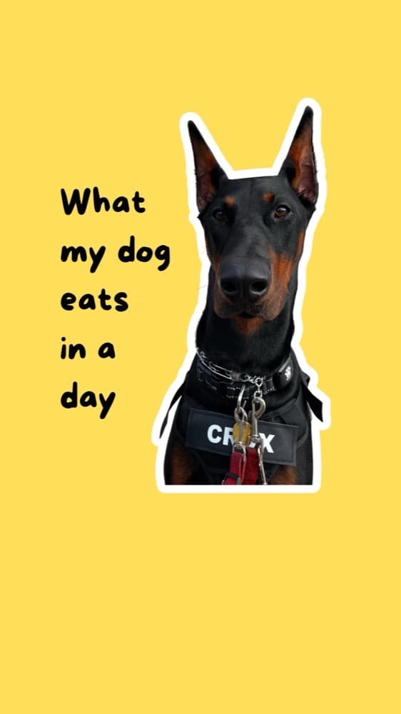 A Doberman in a harness on a yellow background: what my dog eats in a day